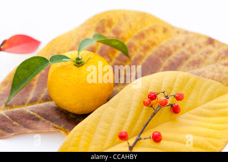 Yuzu Citrus Fruit on Paw Paw Leaf Stock Photo