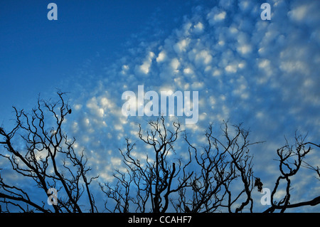 A late afternoon, autumn sky bursts with clouds in the Sonoran Desert, Tucson, Arizona, USA. Stock Photo