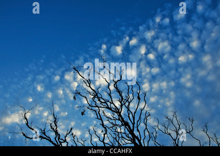 A late afternoon, autumn sky bursts with clouds in the Sonoran Desert, Tucson, Arizona, USA. Stock Photo