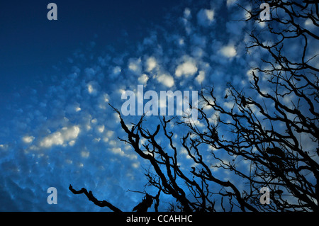 A late afternoon, autumn sky bursts with clouds in the Sonoran Desert, Tucson, Arizona, USA. Stock Photo