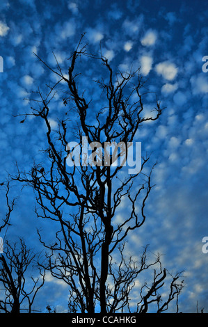 A late afternoon, autumn sky bursts with clouds in the Sonoran Desert, Tucson, Arizona, USA. Stock Photo