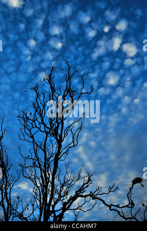 A late afternoon, autumn sky bursts with clouds in the Sonoran Desert, Tucson, Arizona, USA. Stock Photo