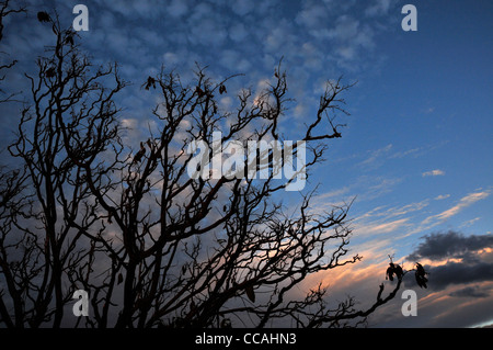 A late afternoon, autumn sky bursts with clouds in the Sonoran Desert, Tucson, Arizona, USA. Stock Photo