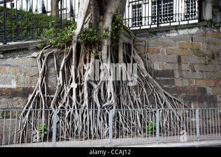 chinese banyan tree roots growing down a wall hong kong hksar china asia Stock Photo