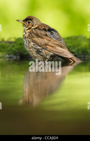 Song thrush (Turdus philomelos) standing in water at the edge of a small woodland pool Stock Photo