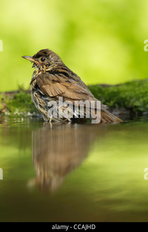 Song thrush (Turdus philomelos) standing in water at the edge of a small woodland pool showing damp plumage Stock Photo