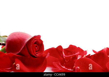 red rose petals isolated on white Stock Photo
