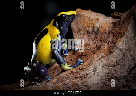 Yellow blue and black poison dart frog, Dendrobates tinctorius, Nikita morph, of Amazon rain forest Suriname Stock Photo