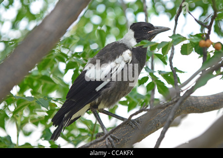 Young Australian Magpie Gymnorhina tibicen Stock Photo