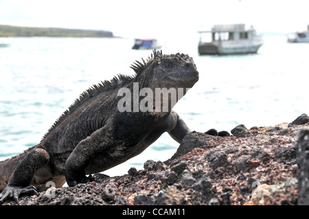 iguana Puerto Arroya Santa Cruz island Galapagos Ecuador Stock Photo
