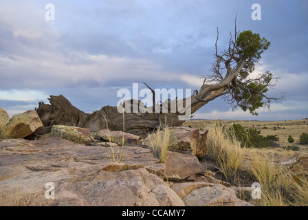 Gnarled One-seed Juniper, (Juniperus monosperma), and sandstone, Ojito Wilderness, New Mexico, USA. Stock Photo