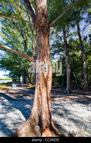 Tree with Painted Blue Eye - Fort Desoto Park, St. Petersburg, Florida Stock Photo