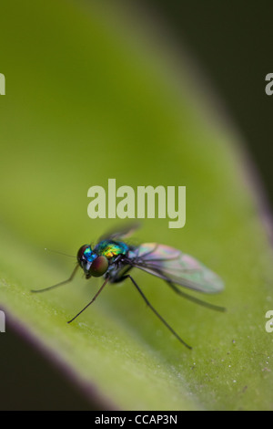 Long-legged fly sitting on a leaf, Penonome, Cocle province, Republic of Panama Stock Photo