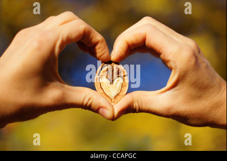 Two hands making heart sign holding a heart shaped walnut on a blurry yellow autumn leaves and blue sky background Stock Photo