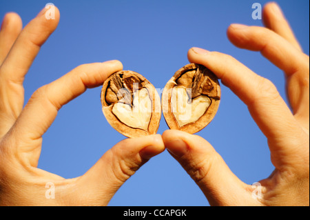 Two hands holding a heart shaped walnut on a blue sky background Stock Photo