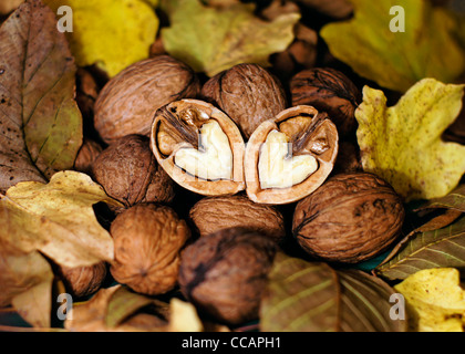 Heart shaped walnuts on fallen autumn leaves Stock Photo