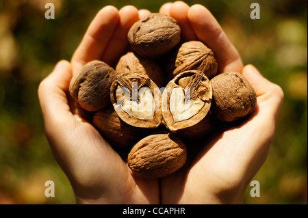 A walnut divided in two with a heart shaped nut hold with love and care by female hands Stock Photo