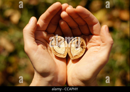 A walnut divided in two with a heart shaped nut hold with love and care by female hands Stock Photo