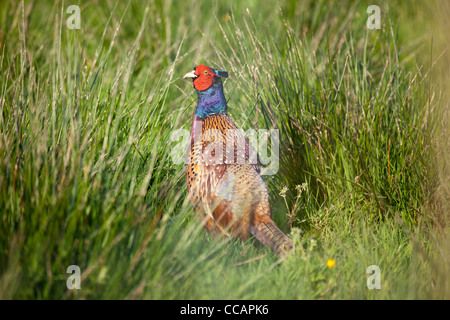 Male common pheasant (phasianus colchicus) in grassland, County Fermanagh, Northern Ireland, UK. Stock Photo