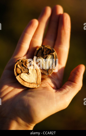 Heart shaped walnut in a hand illuminated by the  golden light of the setting sun Stock Photo