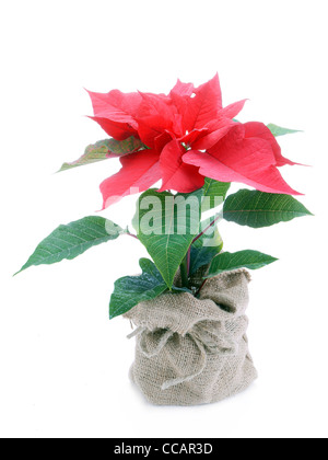 Potted red poinsettia in linen bag on white background Stock Photo