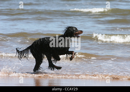 gordon setter dog running on the seashore Montrose Scotland Stock Photo