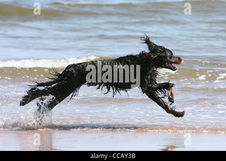gordon setter dog running on the seashore Montrose Scotland Stock Photo