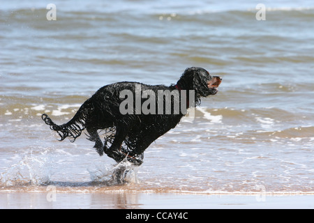 gordon setter dog running on the seashore Montrose Scotland Stock Photo