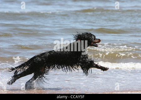 gordon setter dog running on the seashore Montrose Scotland Stock Photo