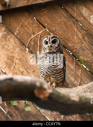 Strix Rufipes The Rufous-legged Owl (Strix Rufipes) Is A Medium Sized Owl With No Ear ...