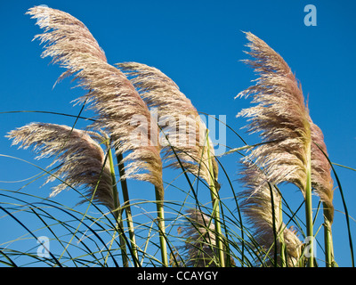 Fronds of Pampas grass blowing in the wind Stock Photo