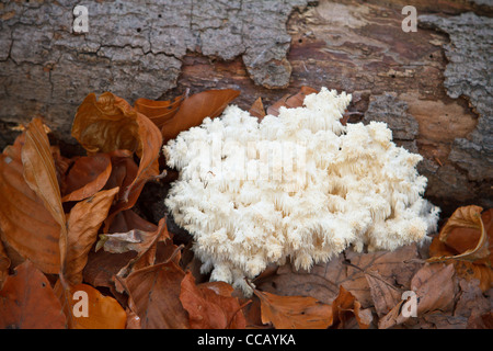 Coral tooth (Hericium coralloides, Hericium clathroides) on dead wood. Stock Photo