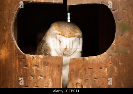 Sleeping Barn Owl, Tyto alba Stock Photo