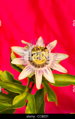Passifloraceae  passionflower on silk Stock Photo