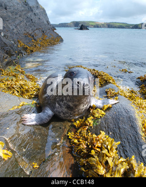 Atlantic grey seal hauled out on Island rocks Stock Photo - Alamy
