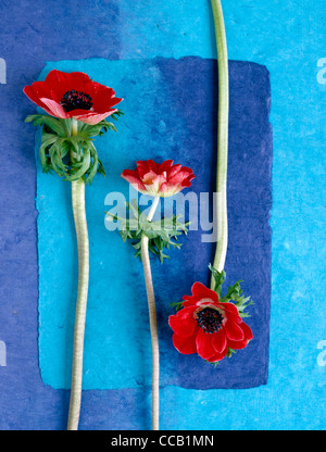 Three stems of red anemone coronaria Stock Photo