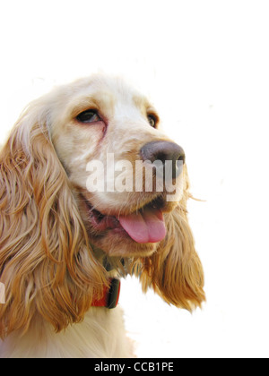 Cute English Cocker spaniel puppy isolated in white Stock Photo