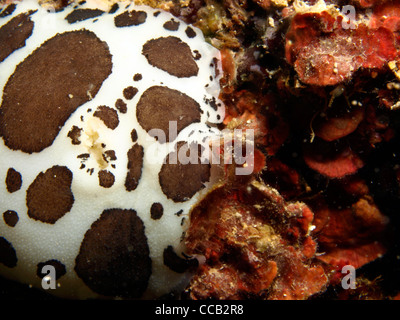 spotted swiss cow nudibranch in the mediterranean sea Stock Photo