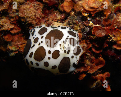 spotted swiss cow nudibranch in the mediterranean sea Stock Photo