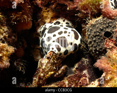 spotted swiss cow nudibranch in the mediterranean sea Stock Photo