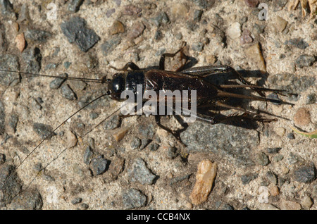 Black Field Cricket, adult female, Teleogryllus commodus. East Devonport, Devonport, Tasmania, Australia. Stock Photo