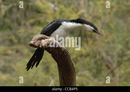 Little Pied Cormorant (Phalacrocorax melanoleucos). Melbourne Zoo, Victoria, Australia. Stock Photo