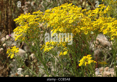 Common ragwort, Senecio jacobaea, flowers. Verulamium Park, Stock Photo