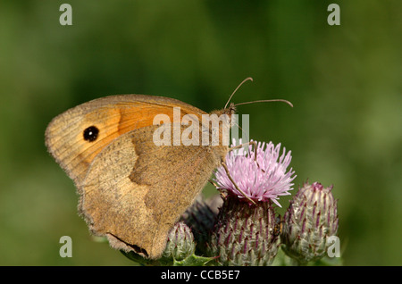 Meadow Brown butterfly, Maniola jurtina