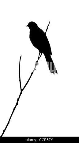 vector silhouette of the bird on white background Stock Photo