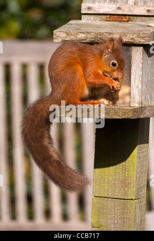 A red squirrel feeding at a squirrel feeder in a garden Stock Photo