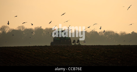 A tractor driver working on the land in winter in North Norfolk. Stock Photo