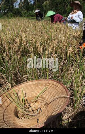 rice Yogyakarta Indonesia Central Java Stock Photo