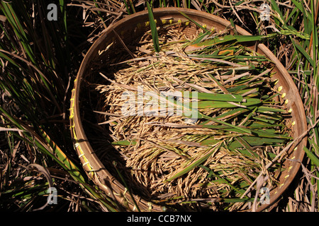 rice Yogyakarta Indonesia Stock Photo