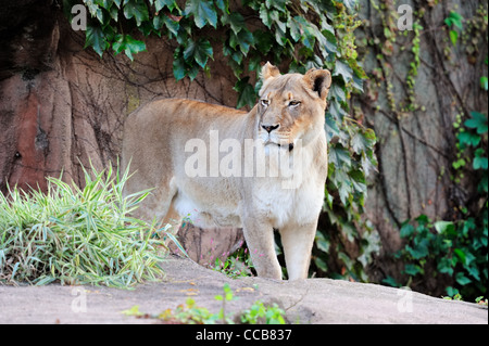female lion in Chicago zoo Stock Photo